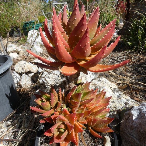 Aloe brevifolia 23011001.JPG