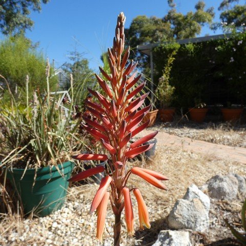 Aloe brevifolia 23011002.JPG