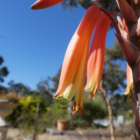 Aloe brevifolia 23011003.JPG