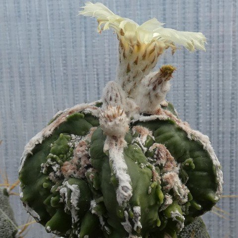 Astrophytum myriostigma cultivar 02 23011001.JPG