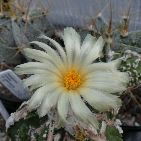 Astrophytum myriostigma cultivar 02 23011002.JPG