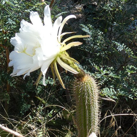 Trichocereus spachianus 01 23011001.JPG