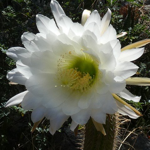 Trichocereus spachianus 01 23011002.JPG