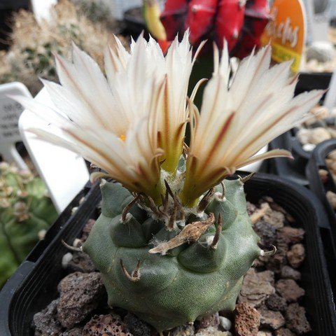 Turbinicarpus klinkerianus var huizache 01 23011001.JPG