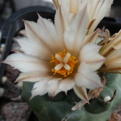 Turbinicarpus klinkerianus var huizache 01 23011002.JPG