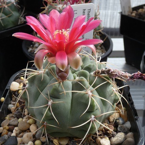 Gymnocalycium baldianum 01 23011101.JPG