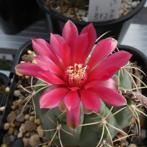 Gymnocalycium baldianum 01 23011102.JPG