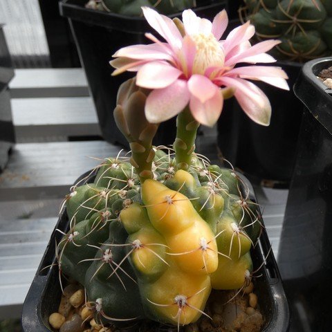 Gymnocalycium baldianum f variegata 01 23011101.JPG