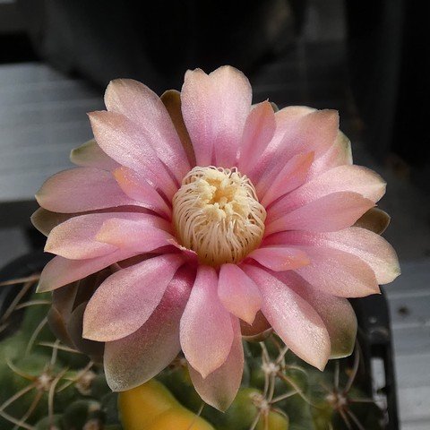 Gymnocalycium baldianum f variegata 01 23011102.JPG