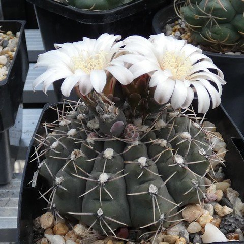 Gymnocalycium moserianum 01 23011001.JPG