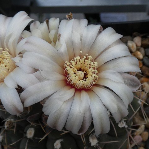 Gymnocalycium moserianum 01 23011002.JPG