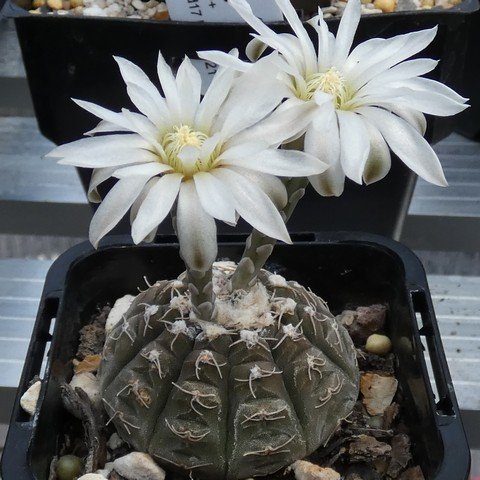 Gymnocalycium ragonesei 01 23011001.JPG