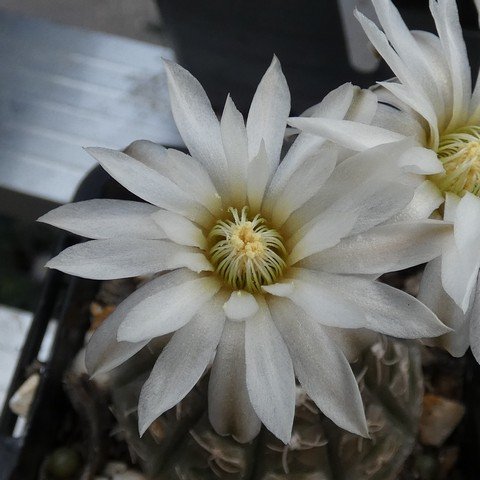 Gymnocalycium ragonesei 01 23011002.JPG