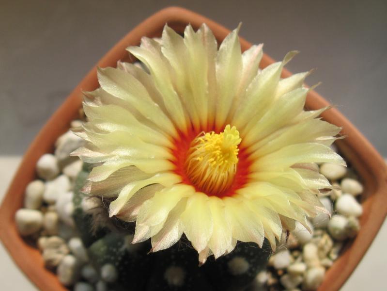 Astrophytum asterias-cvet.jpg