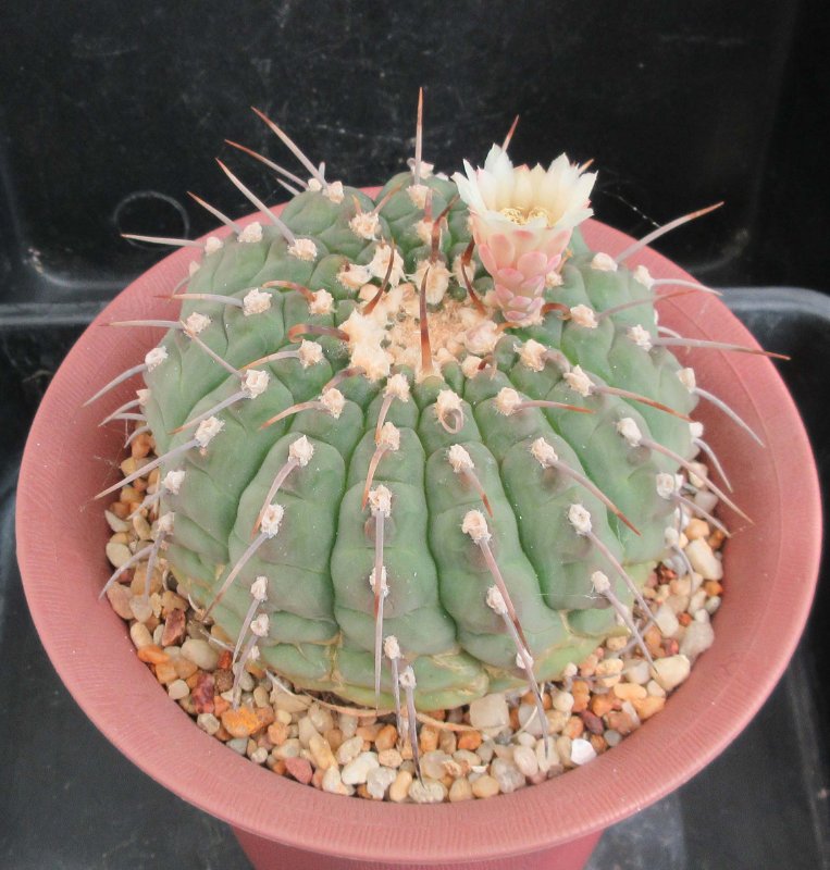 G. vatteri