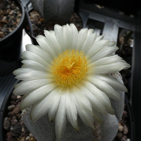 Astrophytum myriostigma var quadricostatum 10 23011102.JPG