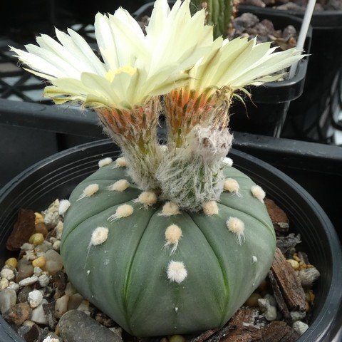 Astrophytum asterias var nudum 02 23011701.JPG