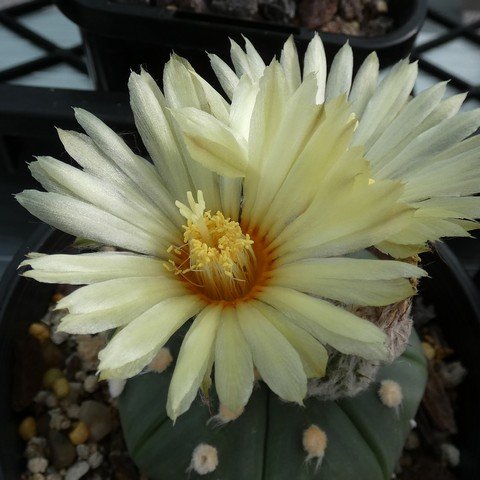 Astrophytum asterias var nudum 02 23011702.JPG