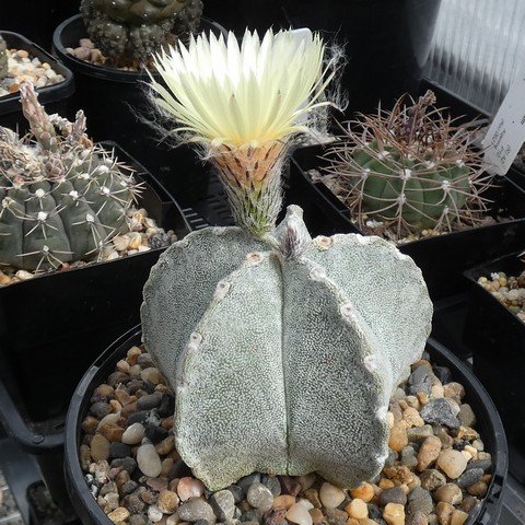 Astrophytum coahuilense 03 23011701.JPG