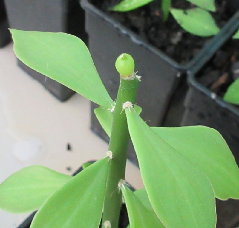 A. retusus v furfuraceus cv Suguri cauliflower