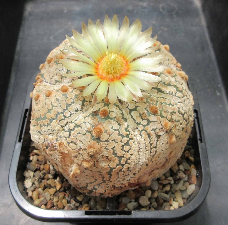 A. astrophytum asterias cv super kabuto