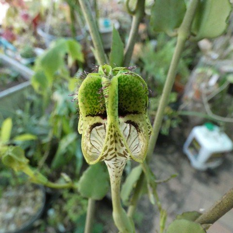 Ceropegia hybrid (sandersonii x radicans) 23012102.JPG