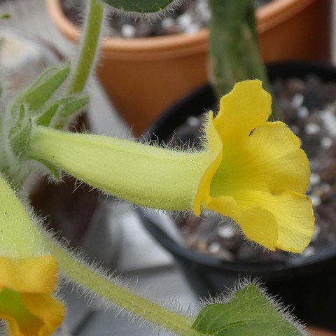 Uncarina roeoesliana 01 23011702.JPG