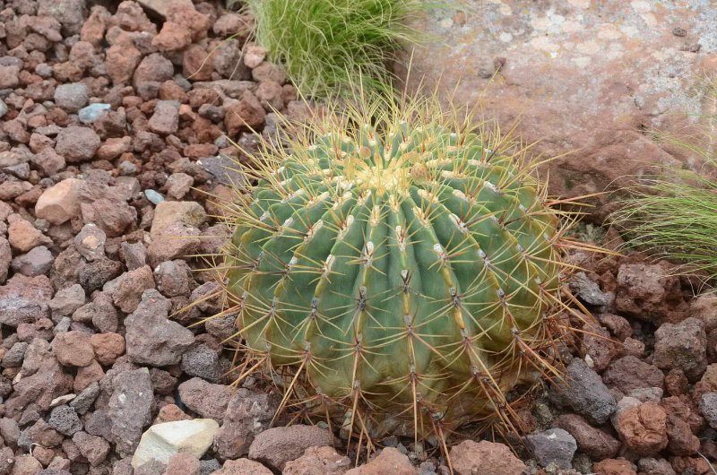 DSC_1896 (prov. Ferocactus sp. (Cactaceae) (nknown))_redimensionar.jpg