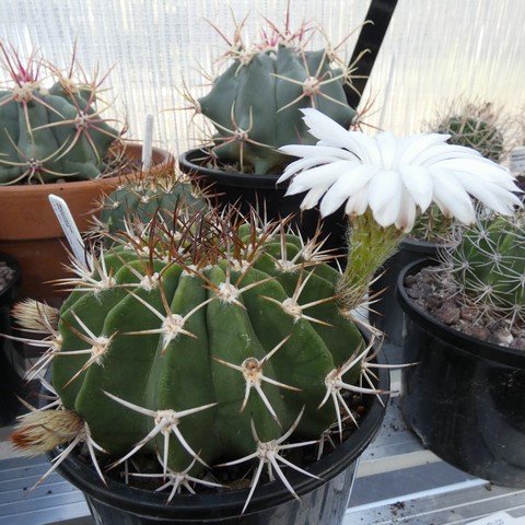 Acanthocalycium klimpelianum 23012101.JPG