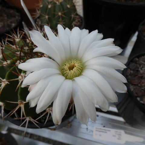 Acanthocalycium klimpelianum 23012102.JPG