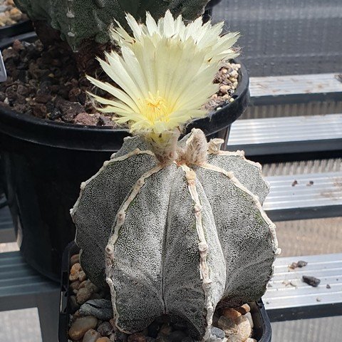 Astrophytum myriostigma cv Hakujo 01 23012001.jpg