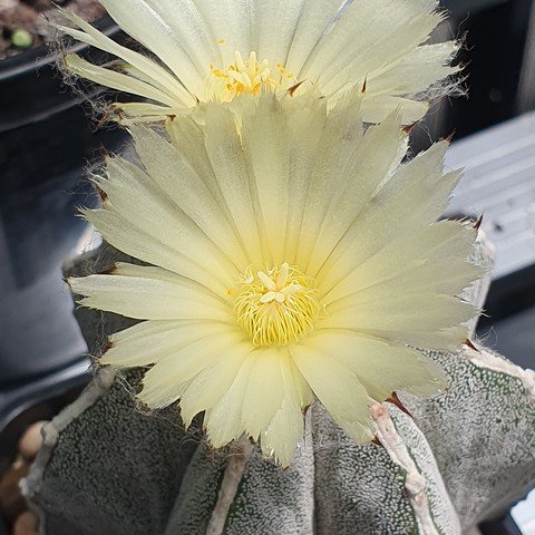 Astrophytum myriostigma cv Hakujo 01 23012002.jpg