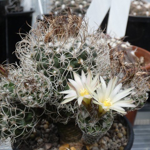 Turbinicarpus pseudomacrochele 01 23012001.JPG