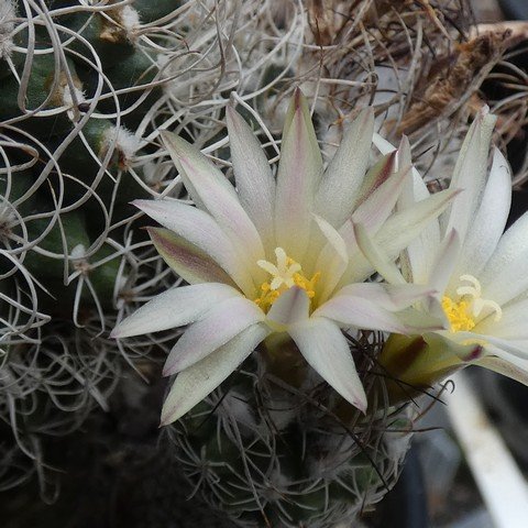 Turbinicarpus pseudomacrochele 01 23012002.JPG