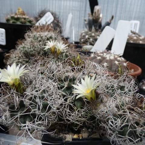 Turbinicarpus pseudomacrochele 02 23012001.JPG