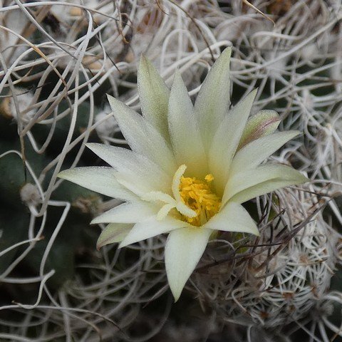 Turbinicarpus pseudomacrochele 02 23012002.JPG