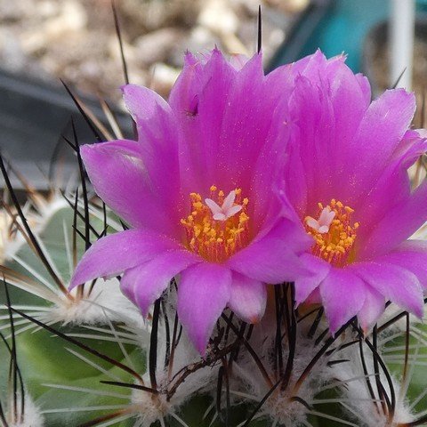 Turbinicarpus viereckii var neglectus 01 23012002.JPG