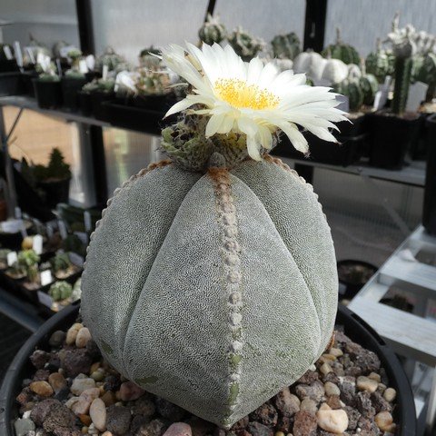 Astrophytum myriostigma var quadricostatum 10 23012501.JPG