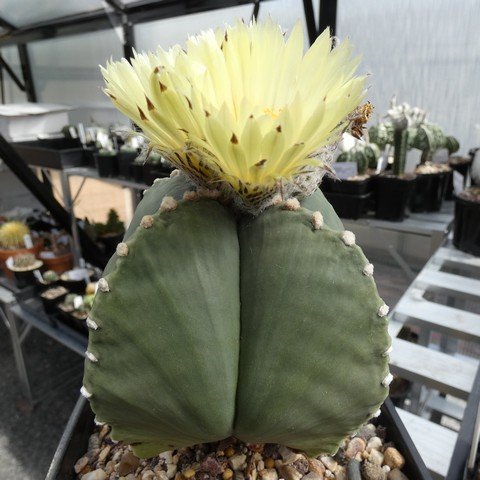 Astrophytum myriostigma var quadricostatum f nudum 06 23012501.JPG