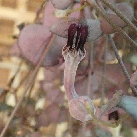 Ceropegia woodii f variegata 01 23012402.JPG