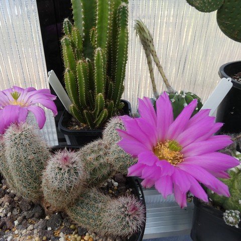 Echinocereus floresii 01 23012201.JPG