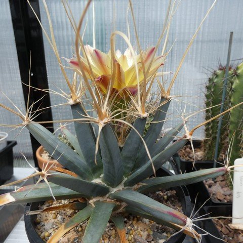 Leuchtenbergia principis 01 23012001.JPG