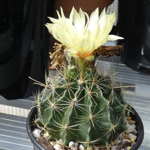 Thelocactus setispinus 01 23012501.JPG