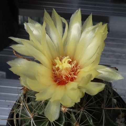 Thelocactus setispinus 01 23012502.JPG