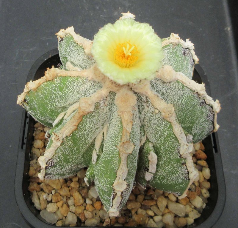 A. hybrid, hakujo fukuryu banjyaku