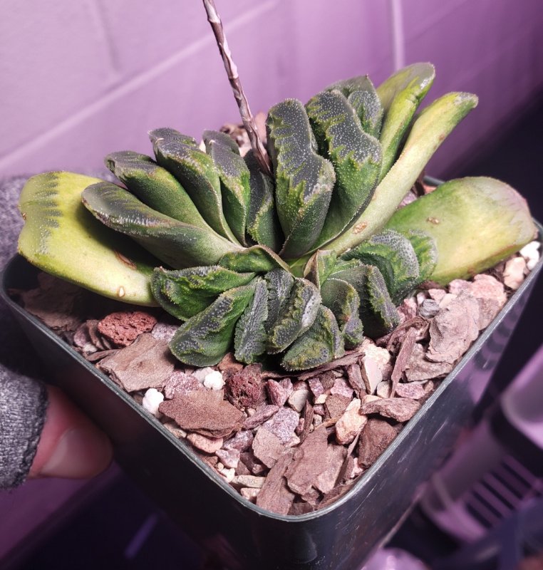 H. truncata x maughanii 01.08.23