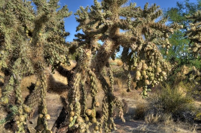 vs Fruiting Cacti 03.jpg