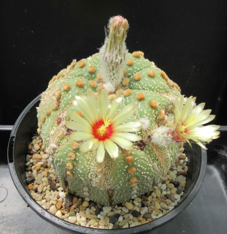 A. asterias