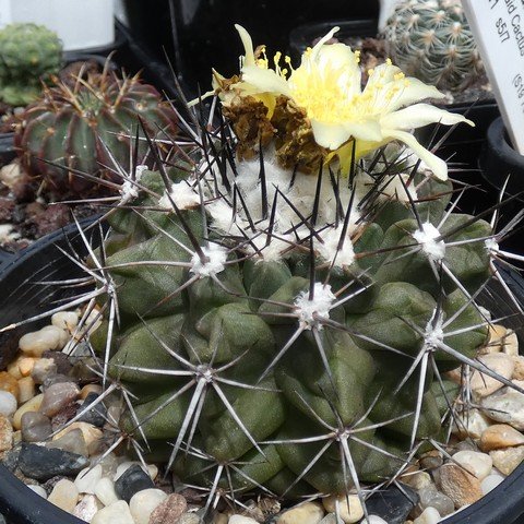 Copiapoa esmeraldana 01 23013101.JPG