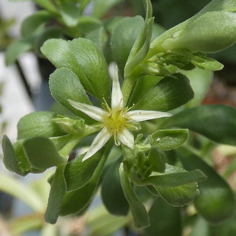 Sedum oxypetalum 01 23013102.JPG